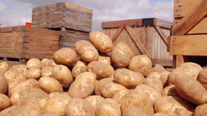Stockage de pommes de terre