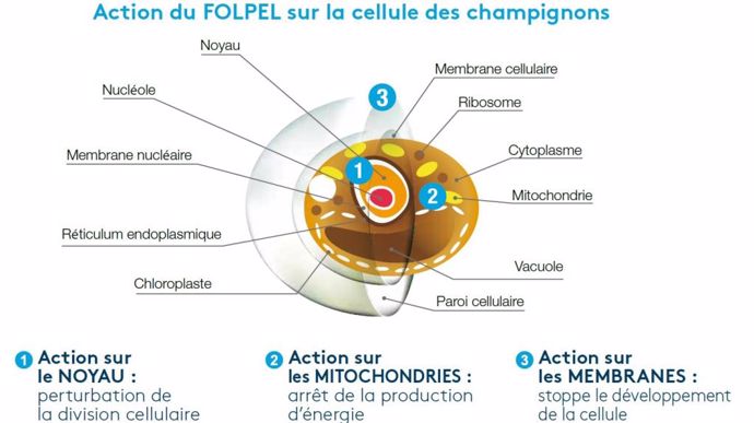 Action du folpel sur la cellule des champignons pathogènes.