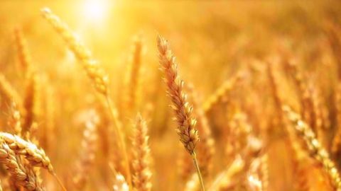 Pour écouler la production française, il faudra maintenir le niveau de compétitivité dans les prochains mois. (©Pixabay)
