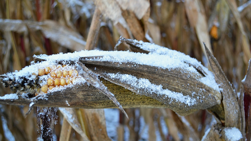 La neige menace les cultures de maïs au nord des États-Unis. (©Pixabay)<span style="font-size: 14px; text-align: justify; color: #000000;"> 