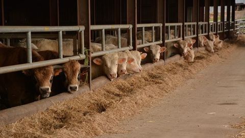 Maïs ensilage/tourteau, ration sèche ou herbe : quelle ration d'engraissement à bas coût ? (©Terre-net Média) Maïs ensilage/tourteau, ration sèche ou herbe : quelle ration d'engraissement à bas coût ? (©Terre-net Média)