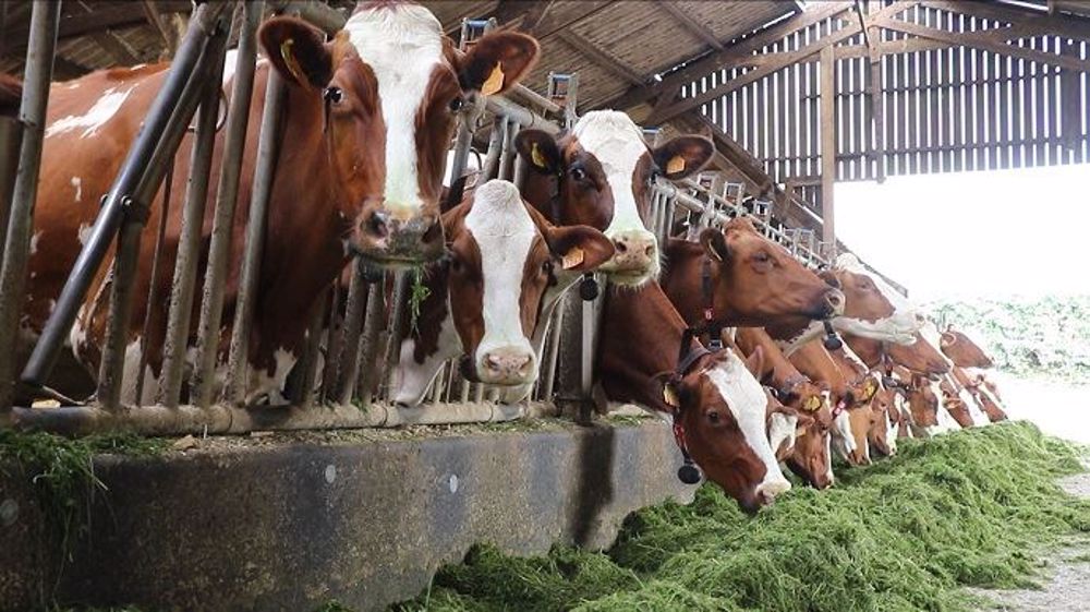 La filière laitière bio accueille de plus en plus de producteurs et de volumes mais les opérateurs de l'aval arriveront-ils à suivre le rythme encore longtemps ? (©Terre-net Média)