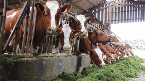 La filière laitière bio accueille de plus en plus de producteurs et de volumes mais les opérateurs de l'aval arriveront-ils à suivre le rythme encore longtemps ? (©Terre-net Média) La filière laitière bio accueille de plus en plus de producteurs et de volumes mais les opérateurs de l'aval arriveront-ils à suivre le rythme encore longtemps ? (©Terre-net Média)