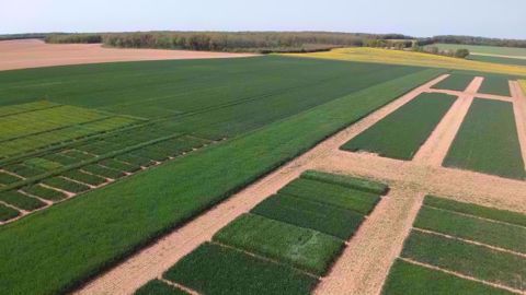 Les cinq plateformes Herbinnov permettent de tester les effets de différents leviers sur les adventices selon des spécificités locales. (©Bayer)