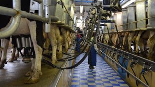 Le prix payé aux producteurs de lait conventionnel était de 33,99 ct/kg en juillet 2019 (©Terre-net Média)<span style="font-size: 14px; text-align: justify; color: #000000;"> Le prix payé aux producteurs de lait conventionnel était de 33,99 ct/kg en juillet 2019 (©Terre-net Média)<span style="font-size: 14px; text-align: justify; color: #000000;">