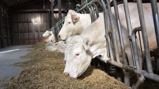 Les abattages de bovins sont en recul en 2019<span style="font-size: 14px; text-align: justify; color: #000000;">. Les abattages de bovins sont en recul en 2019<span style="font-size: 14px; text-align: justify; color: #000000;">.