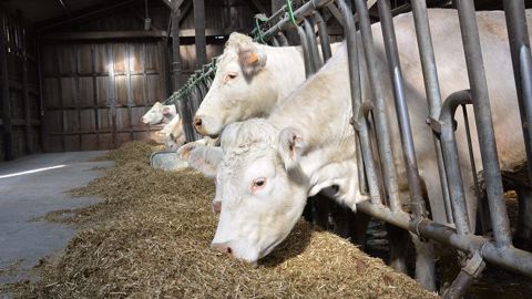 Les abattages de bovins sont en recul en 2019<span style="font-size: 14px; text-align: justify; color: #000000;">. Les abattages de bovins sont en recul en 2019<span style="font-size: 14px; text-align: justify; color: #000000;">.