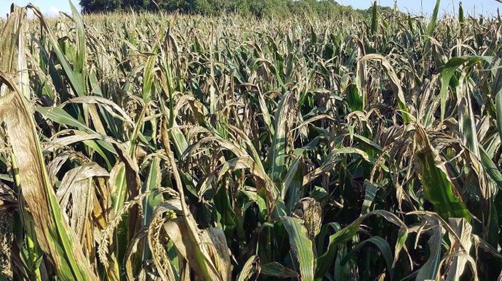 Les estimations de stocks de fin de campagne en maïs sont restées quasiment inchangées. (©Terre-net Média)