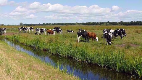 80 000 élevages herbivores ont été aidés depuis 1994 pour adapter leur gestion des effluents et de la fertilisation des cultures. (©Pixabay) 80 000 élevages herbivores ont été aidés depuis 1994 pour adapter leur gestion des effluents et de la fertilisation des cultures. (©Pixabay)