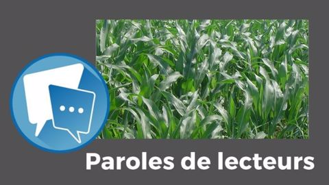 En 2019, le maïs fourrage aura du mal à nourrir les vaches laitières mais pas les débats sur Web-agri ! (©Terre-net Média) En 2019, le maïs fourrage aura du mal à nourrir les vaches laitières mais pas les débats sur Web-agri ! (©Terre-net Média)