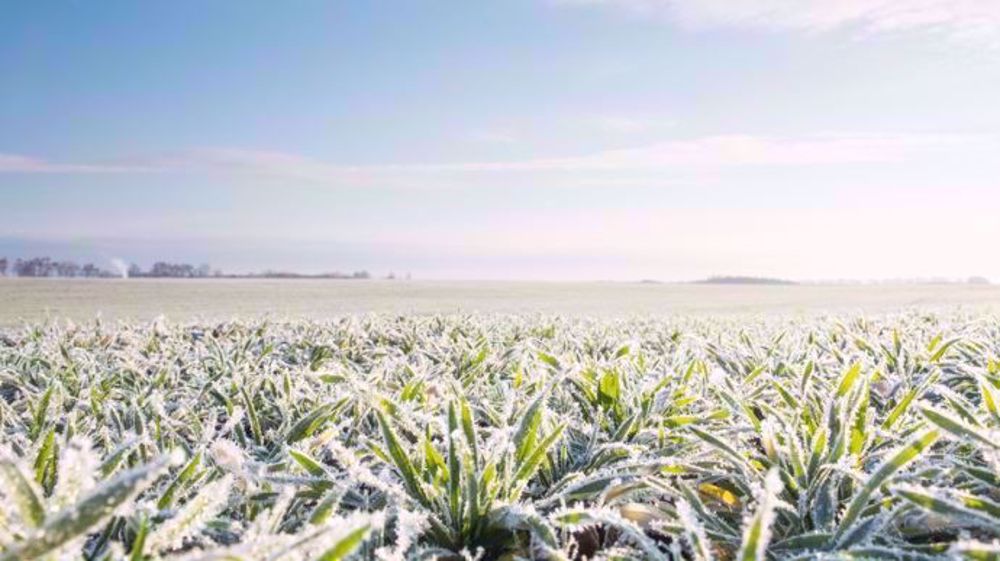 Les agriculteurs américains s'inquiètent pour les blés et maïs qui font face à une forte baisse des températures. (©Svphilion/Fotolia)