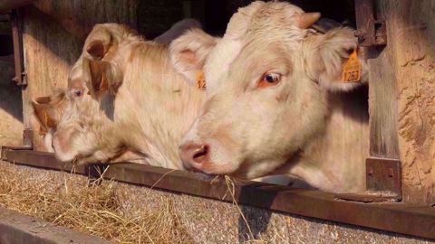 Un enrubannage de qualité (fauche précoce pour obtenir de bonnes valeurs alimentaires) permet de réduire la part de concentrés dans la ration d'engraissement. Un enrubannage de qualité (fauche précoce pour obtenir de bonnes valeurs alimentaires) permet de réduire la part de concentrés dans la ration d'engraissement.