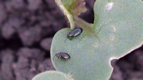 Les insectes auxiliaires pourraient se révéler un précieux atout dans la lutte contre les ravageurs du colza. (©Corteva) Les insectes auxiliaires pourraient se révéler un précieux atout dans la lutte contre les ravageurs du colza. (©Corteva)