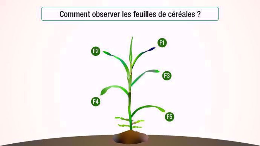 Les 3 premières feuilles contribuent au rendement (©Adama)