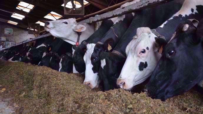 0,92 UFL, 46 g de PDIN et 68 g de PDI de moyenne pour le maïs fourrage 2019.
