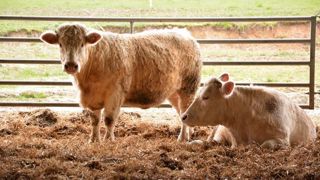 Vers une nouvelle voie de sélection génétique avec des taureaux plutôt performants en rations cellulose et d'autres plutôt orientés vers des rations amidon. (©Terre-net Média) Vers une nouvelle voie de sélection génétique avec des taureaux plutôt performants en rations cellulose et d'autres plutôt orientés vers des rations amidon. (©Terre-net Média)