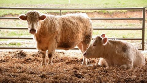 Vers une nouvelle voie de sélection génétique avec des taureaux plutôt performants en rations cellulose et d'autres plutôt orientés vers des rations amidon. (©Terre-net Média) Vers une nouvelle voie de sélection génétique avec des taureaux plutôt performants en rations cellulose et d'autres plutôt orientés vers des rations amidon. (©Terre-net Média)