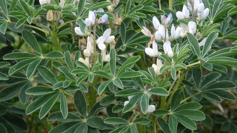 Selon Terres Inovia, le lupin est une culture de diversification à fort potentiel. Pas besoin d'apporter de l'azote sur cette légumineuse. De plus, elle permet de rompre le cycle des maladies et ravageurs des céréales. (©Terre-net Média)