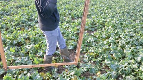 Pensez à optimiser le prélèvement dans votre parcelle : une seule visite en parcelle peut servir pour la pesée de biomasse verte entrée hiver et le diagnostic de présence de larves d'altises (au champ ou via la méthode Berlèse). (©Terre-net Média)