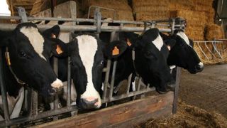 Les Français veulent plus de respect du bien-être animal, d'après un sondage Ifop pour l'Idele de juin 2016. (©Terre-net Média)<span style="font-size: 14px; text-align: justify; color: #000000;"> Les Français veulent plus de respect du bien-être animal, d'après un sondage Ifop pour l'Idele de juin 2016. (©Terre-net Média)<span style="font-size: 14px; text-align: justify; color: #000000;">