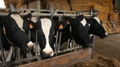Les Français veulent plus de respect du bien-être animal, d'après un sondage Ifop pour l'Idele de juin 2016. (©Terre-net Média)<span style="font-size: 14px; text-align: justify; color: #000000;"> Les Français veulent plus de respect du bien-être animal, d'après un sondage Ifop pour l'Idele de juin 2016. (©Terre-net Média)<span style="font-size: 14px; text-align: justify; color: #000000;">