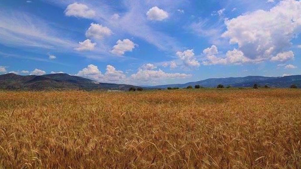 D’après les résultats du sondage, rares sont les agriculteurs qui consacrent plus de trois heures à la commercialisation de leurs céréales.  
