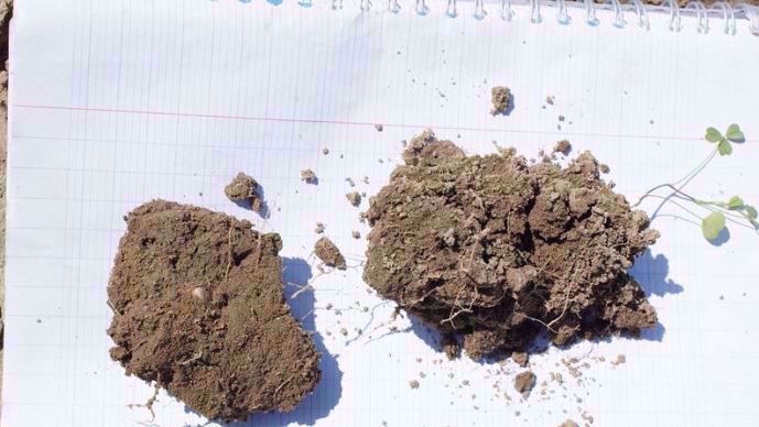 A gauche motte gamma (0-7cm) à droite motte delta b (en dessous de 15 cm) en cours de refragmentation 