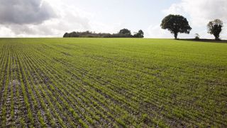 Les règles essentielles de l'implantation d'une prairie : chaleur, humidité, bon contact terre-graine, accès à la lumière. (©Gnis-Sébastien Champion) Les règles essentielles de l'implantation d'une prairie : chaleur, humidité, bon contact terre-graine, accès à la lumière. (©Gnis-Sébastien Champion)
