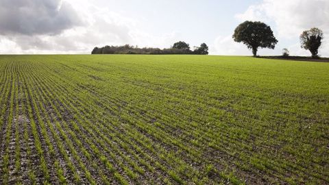 Les règles essentielles de l'implantation d'une prairie : chaleur, humidité, bon contact terre-graine, accès à la lumière. (©Gnis-Sébastien Champion) Les règles essentielles de l'implantation d'une prairie : chaleur, humidité, bon contact terre-graine, accès à la lumière. (©Gnis-Sébastien Champion)