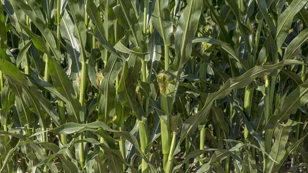 Nouveauté Advanta pour les semis 2020, Franceen présente un « très bon niveau de rendement fourrage et une excellente vigueur de départ ». (©Advanta)