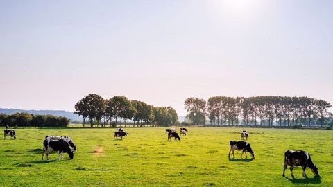 9 700 exploitations laitières ont déjà été diagnostiquées dans le cadre du programme « Ferme laitière bas carbone ». (©Pixabay) 9 700 exploitations laitières ont déjà été diagnostiquées dans le cadre du programme « Ferme laitière bas carbone ». (©Pixabay)