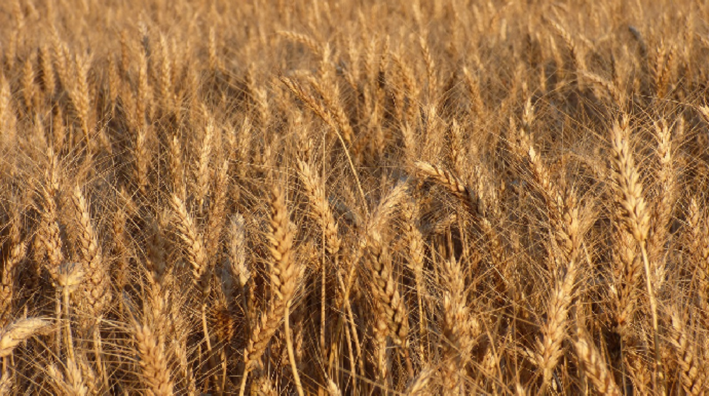 « Sur le marché intérieur, les utilisations par les semouliers français sont maintenues à 485 kt, niveau proche de celui de la campagne précédente », selon FranceAgriMer  