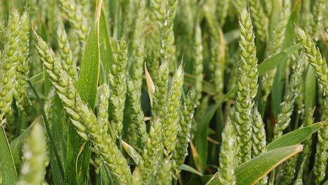 Chaque variété de blé tendre d’hiver possède ses propres exigences en jours vernalisants.