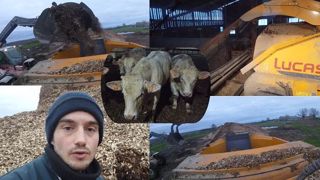 Des taurillons sur plaquettes de bois face au manque de paille Des taurillons sur plaquettes de bois face au manque de paille