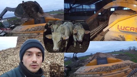 Des taurillons sur plaquettes de bois face au manque de paille Des taurillons sur plaquettes de bois face au manque de paille