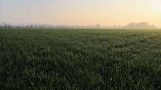 En faisant pâturer un blé au stade de début montaison, on perd en moyenne 19 % de rendement en grain à la récolte suivante. En faisant pâturer un blé au stade de début montaison, on perd en moyenne 19 % de rendement en grain à la récolte suivante.