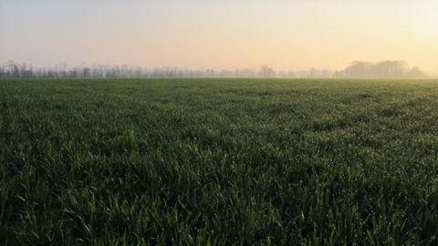 En faisant pâturer un blé au stade de début montaison, on perd en moyenne 19 % de rendement en grain à la récolte suivante. En faisant pâturer un blé au stade de début montaison, on perd en moyenne 19 % de rendement en grain à la récolte suivante.