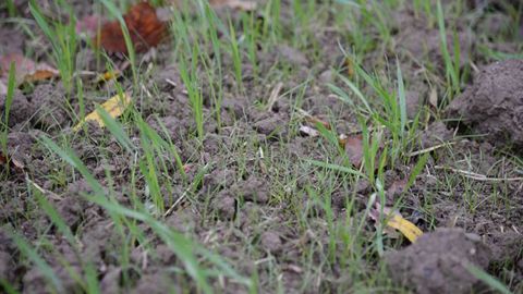 Peut-on appliquer des herbicides racinaires en sortie d'hiver ? Peut-on appliquer des herbicides racinaires en sortie d'hiver ?