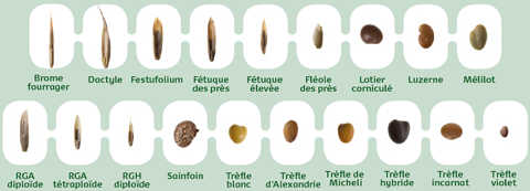 Graines semences de fourragères