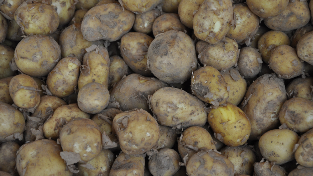 En 2019, la production de pommes de terre a augmenté de 5,8 % en France par rapport à 2018, selon le NEPG, et a atteint 6,3 Mt.