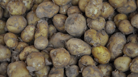 En 2019, la production de pommes de terre a augmenté de 5,8 % en France par rapport à 2018, selon le NEPG, et a atteint 6,3 Mt. En 2019, la production de pommes de terre a augmenté de 5,8 % en France par rapport à 2018, selon le NEPG, et a atteint 6,3 Mt.