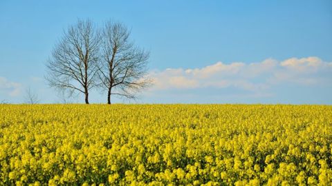 La production de biocarburants d'origine française doit être encouragée, estiment les députés de la mission d'information sur les agrocarburants. La production de biocarburants d'origine française doit être encouragée, estiment les députés de la mission d'information sur les agrocarburants.