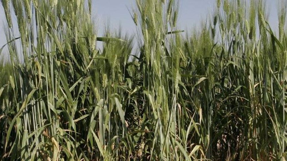 Selon l'Inrae, « les paramètres les plus importants pour favoriser la coopération sont facilement manipulables par un sélectionneur ou un agriculteur ».
