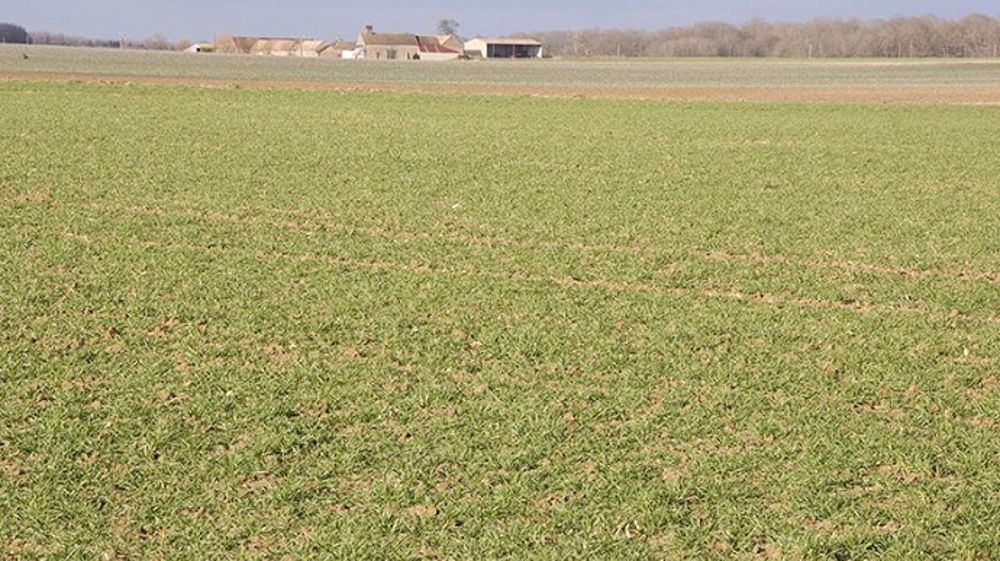 Si la mesure du reliquat sortie hiver est intervenue avant des séquences de pluies intenses, une réactualisation des valeurs s’impose, selon l'institut technique. (©Arvalis-Institut du végétal)