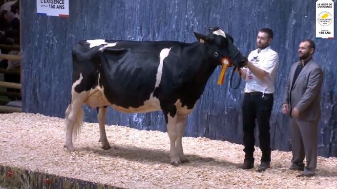 Du bon vent Janna Cama (Aftershock x Goldwyn) - Gaec Du Bois Brillant, Rey Holstein (49)