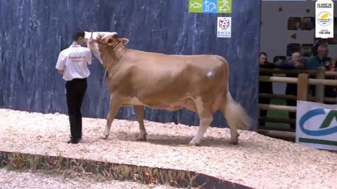 Harnica remporte le concours Simmental devant sa voisine aveyronnaise Irlande Harnica remporte le concours Simmental devant sa voisine aveyronnaise Irlande