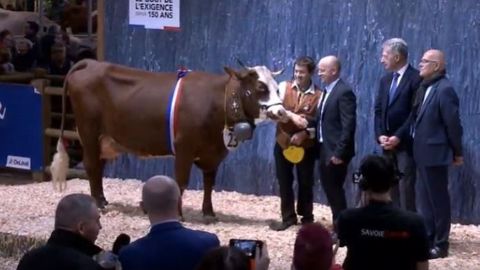 Joyeuse sacrée Championne adulte du concours Abondance au Sia 2020. (©Sia)