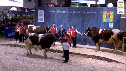 Mignon et Lisette, les champions de la race Rouge des prés