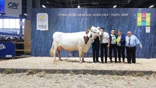 Jupline termine championne adulte du concours Montbéliarde Jupline termine championne adulte du concours Montbéliarde