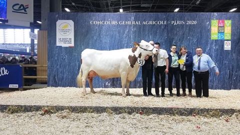 Jupline termine championne adulte du concours Montbéliarde Jupline termine championne adulte du concours Montbéliarde